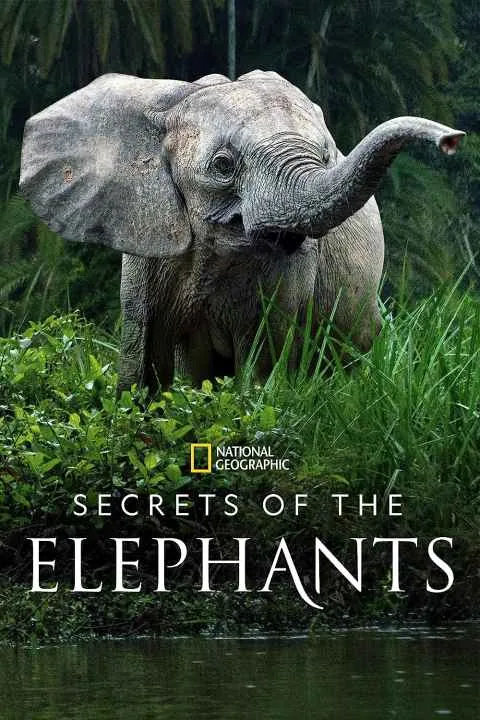 پوستر سریال Secrets of the Elephants